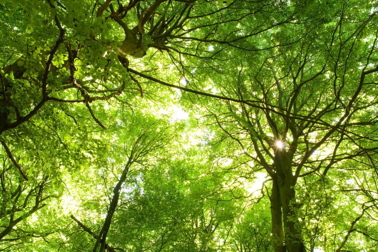 Ferienwohnung Am Weltnaturerbe Grumsin Ziehten Kültér fotó