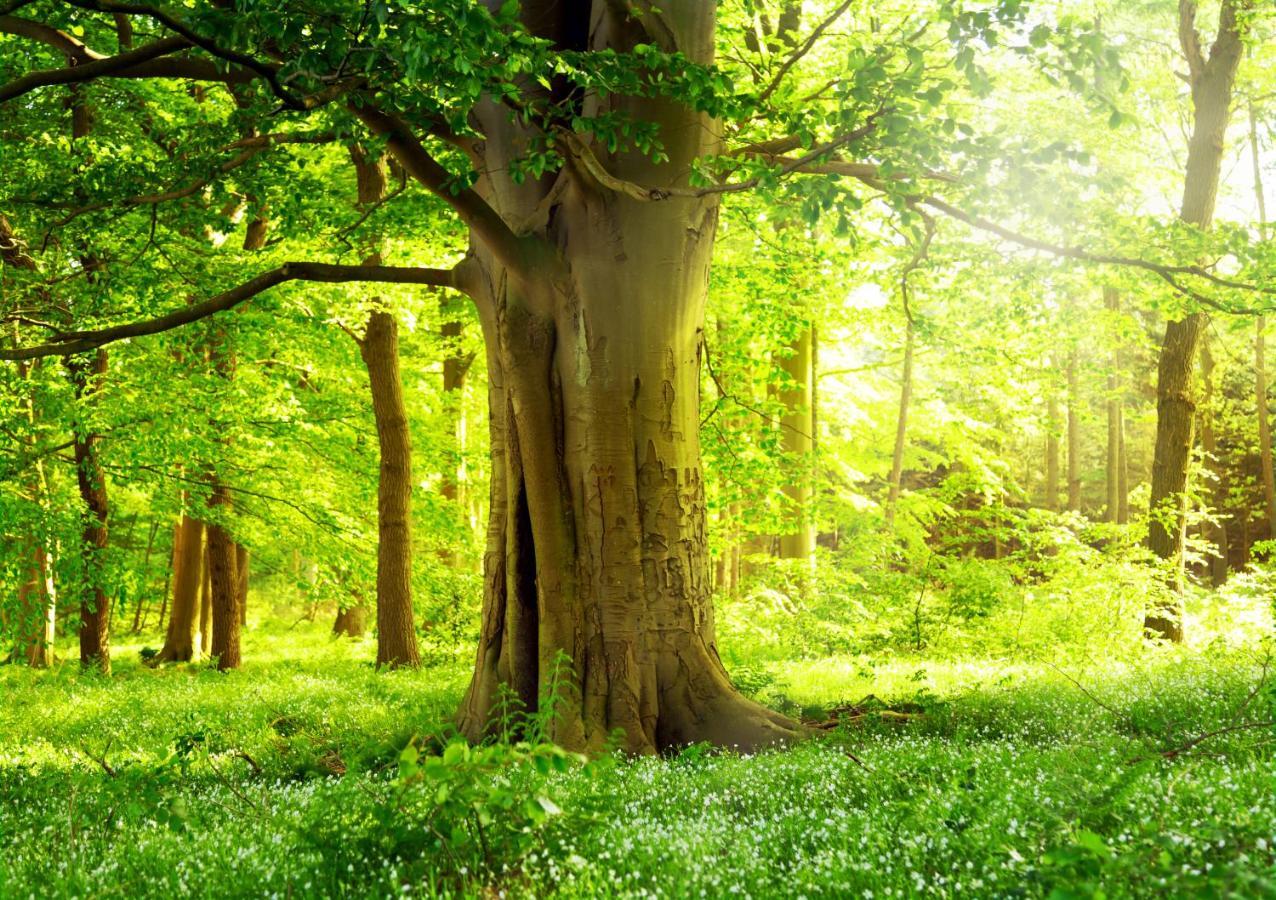 Ferienwohnung Am Weltnaturerbe Grumsin Ziehten Kültér fotó
