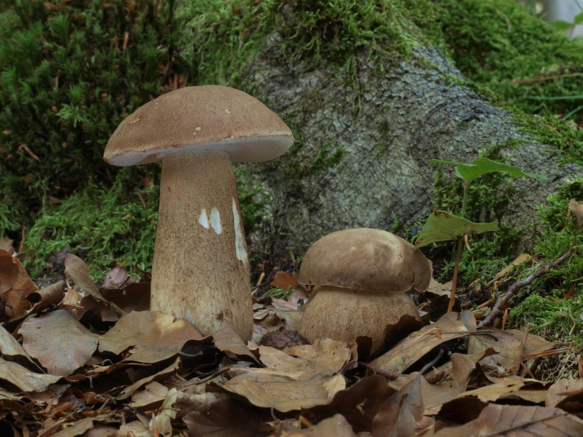 Ferienwohnung Am Weltnaturerbe Grumsin Ziehten Kültér fotó