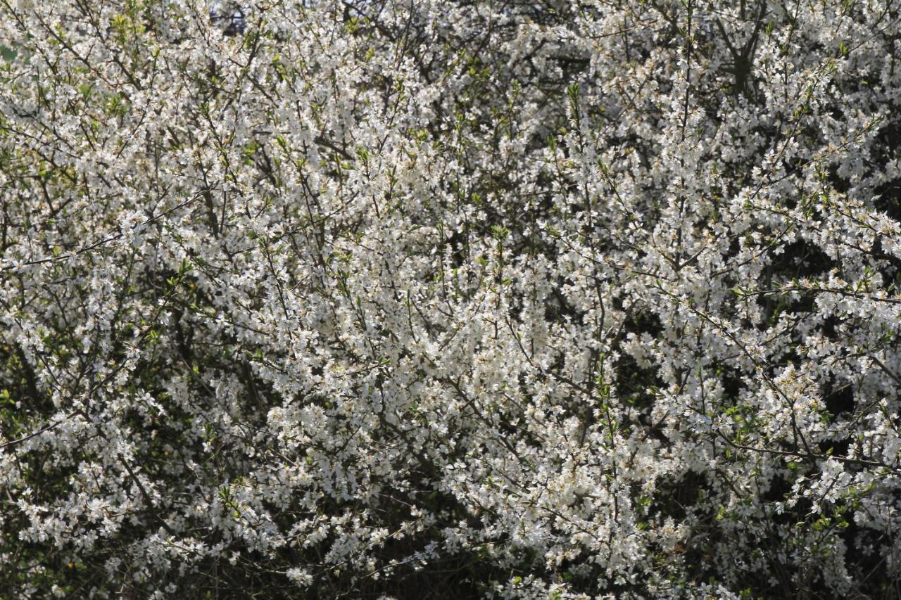 Ferienwohnung Am Weltnaturerbe Grumsin Ziehten Kültér fotó