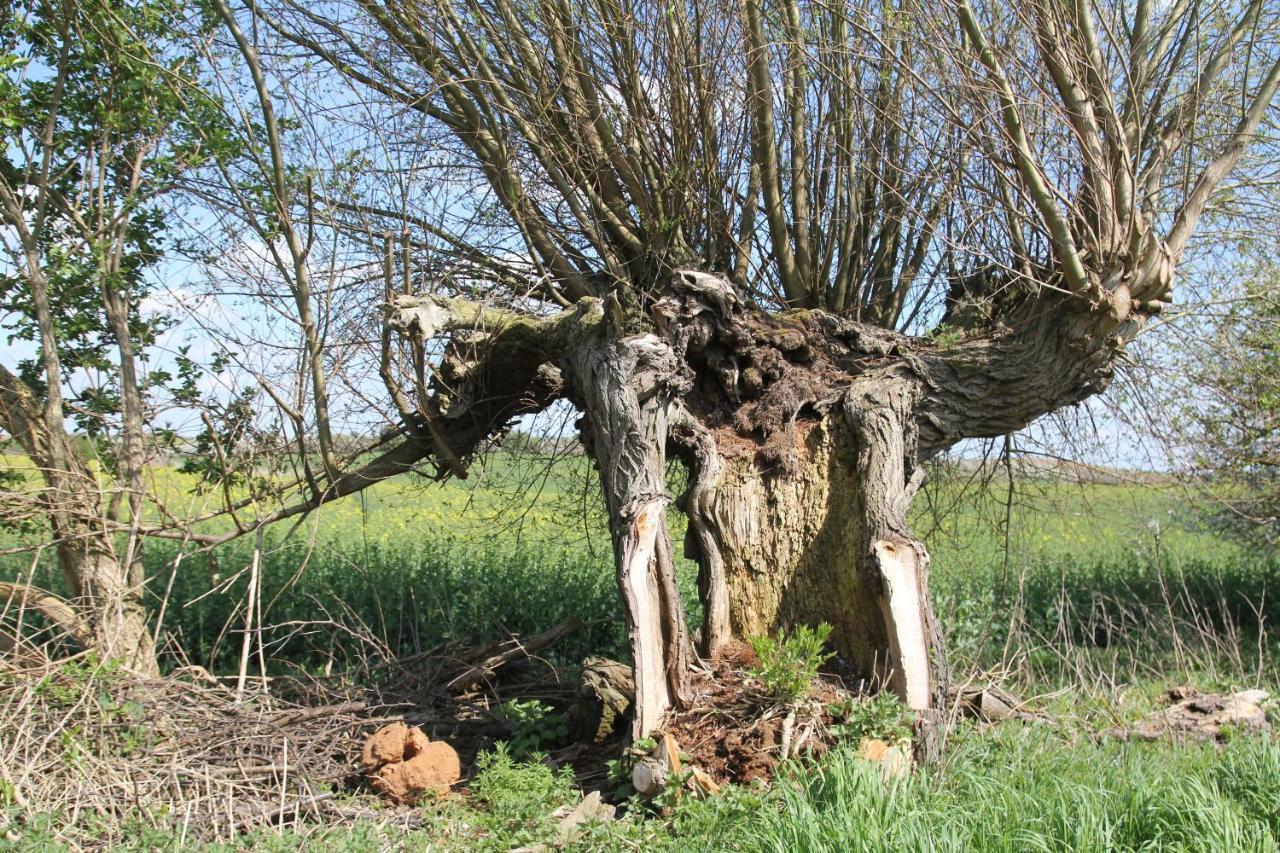 Ferienwohnung Am Weltnaturerbe Grumsin Ziehten Kültér fotó