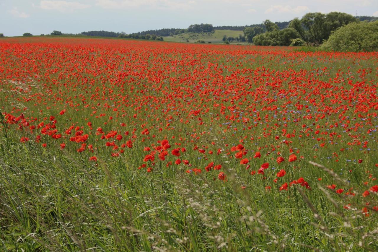 Ferienwohnung Am Weltnaturerbe Grumsin Ziehten Kültér fotó